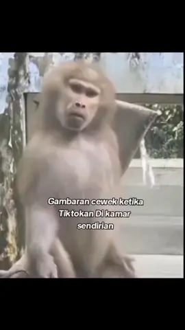 agak mirip 11/12.😂 #tiktokmeme #tiktok #fyp 