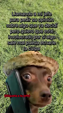 Si sale bien: mérito mío 😎 Si sale mal: culpa del jefe 😬 #MemeCut #CapCut #humor #trabajo #jefe 