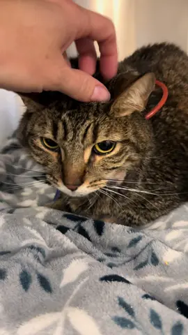 One day I’ll learn to not bring work home.  Today is not that day.  Jax has hepatic lipidosis.  I placed a feeding tube today and have started therapy.  His owner can’t afford care so I’m doing it all.  He will get his cat back, it’s a long story, but I’m not willing to give up on Jax.  Side note do you want to see a feeding tube placement??? 