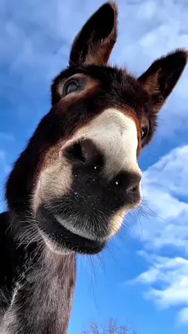What are you looking at#donkeys #donkey #farm 