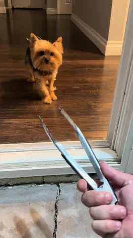 Nugget your such a Silly Billy!!#pet #yorkie #dog #puppy #fyp 