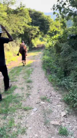 #hunor #risa #parati#🐎