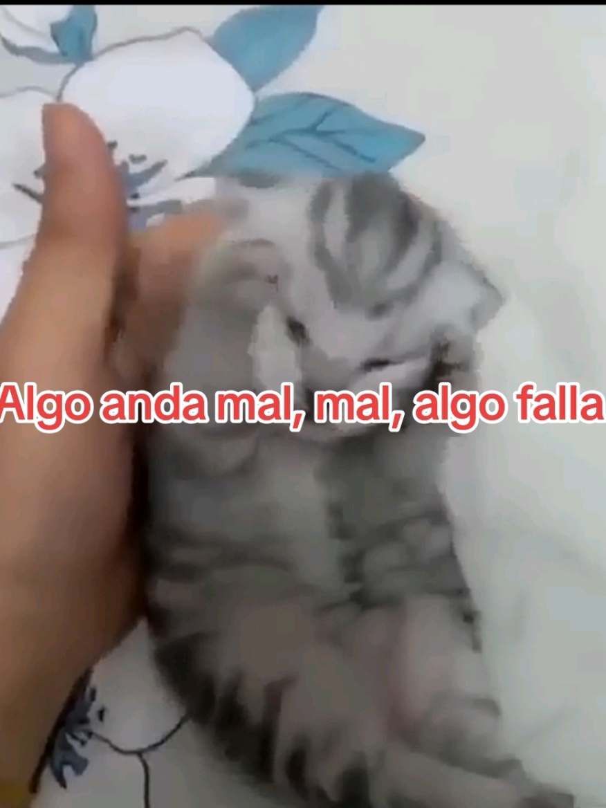 Gatos x soda ví un tiktok de la misma temática y quise replicarlo #cerati #sodastereo #meme #fyp #gatos 