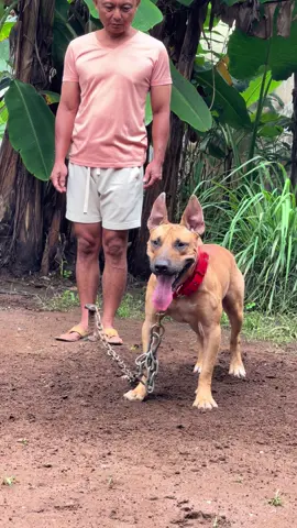 GANTENG GINI🤩🤩 Nempo cangcuttt #dugongbersatu🐕 #fyp #dugong🐗🐕 