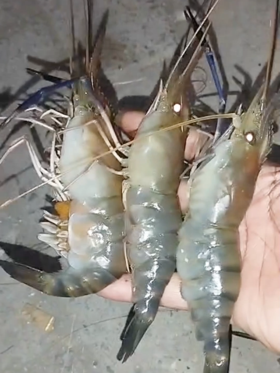 Hasil mancing udang conggah malam hari #mancing #mancingudang #udanggalah #mancingdisungai 
