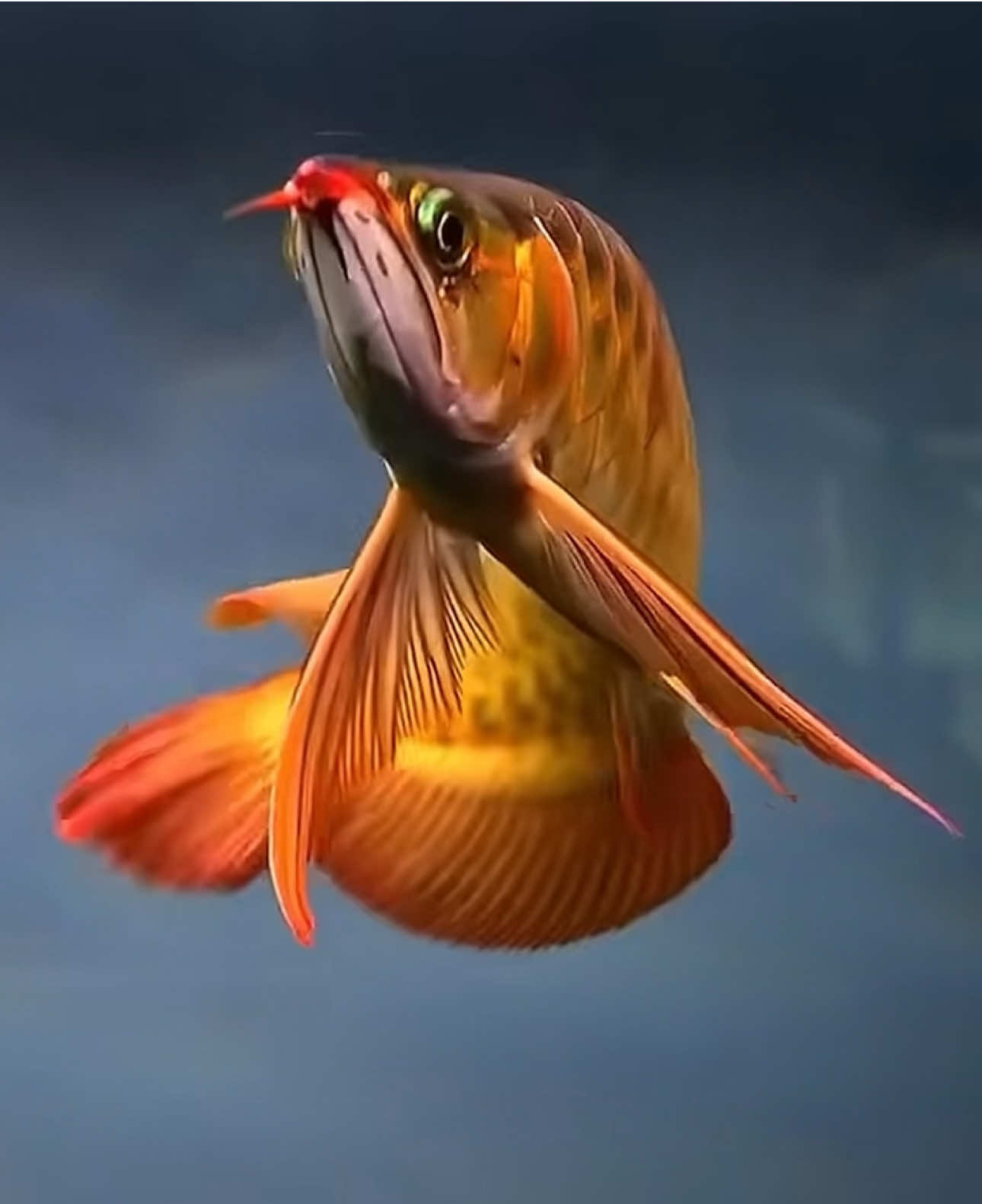 Định nghĩa của sự sang chảnh ⚜️🥇 Huyết Long - kho báu sống trong hồ 🐉🤩 #luxury #carong #caronghuyetlong #arowana #menfisharowana  