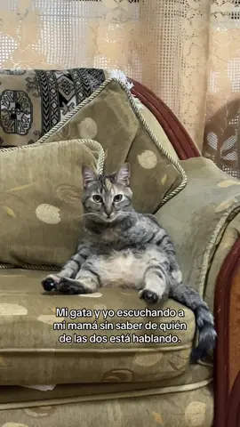 Creo que se refiere a Magui jajaja.😂 #humor #gatos 