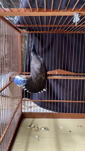 90% lông với cám dưỡng đấu bộ 3 😄