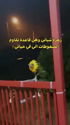 #زهرة_شبابي_أصبحت_بقدونس #أكسبلوررررررررررر #ترندات_تيك_توك #foryoupage #foryou 