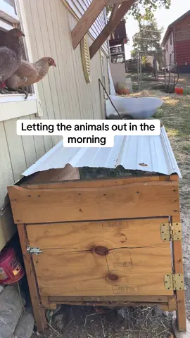 Poor One Eye Willie has to jump to the right. #chickens #awsfamilyfarm 