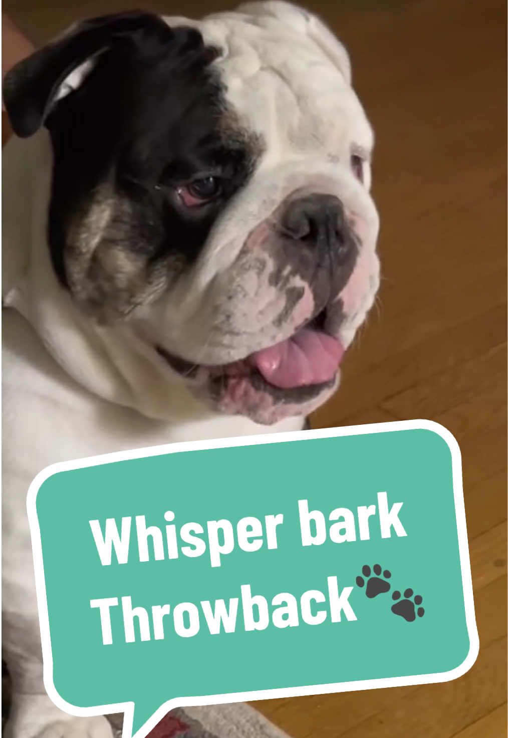 Throwback Thursday ❤️🐾🐶#whisperbark #englishbulldog #bashardotheenglishbulldog #bashthemexicanbulldog #bulldogsoftiktok 