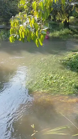 sầu riêng  mà  ngập cỡ này 😶😶