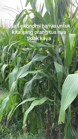 #petaniindonesia🇮🇩🇮🇩🇮🇩🌿🌿 #petanijagung🌽 #petanimilenial #petanimuda #fyp 