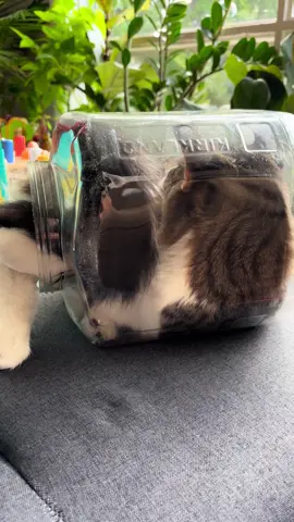 😅🐈❤️ We got by without the Ministry of Emergency Situations. #fyppppppppppppppppppppppp #foryou #kitten #cat #funny 