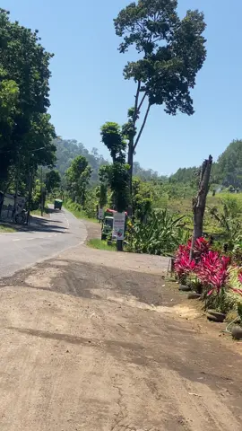bumi blambangan 🚚🌾🚀 #fyp #masukberanda #dikaprecel #sindenrawit #cnjjayatransbanyuwangi 