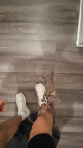 there’s no better feeling than having your two dogs greet you when you come back home #appleheadchihuahua #pomsky 