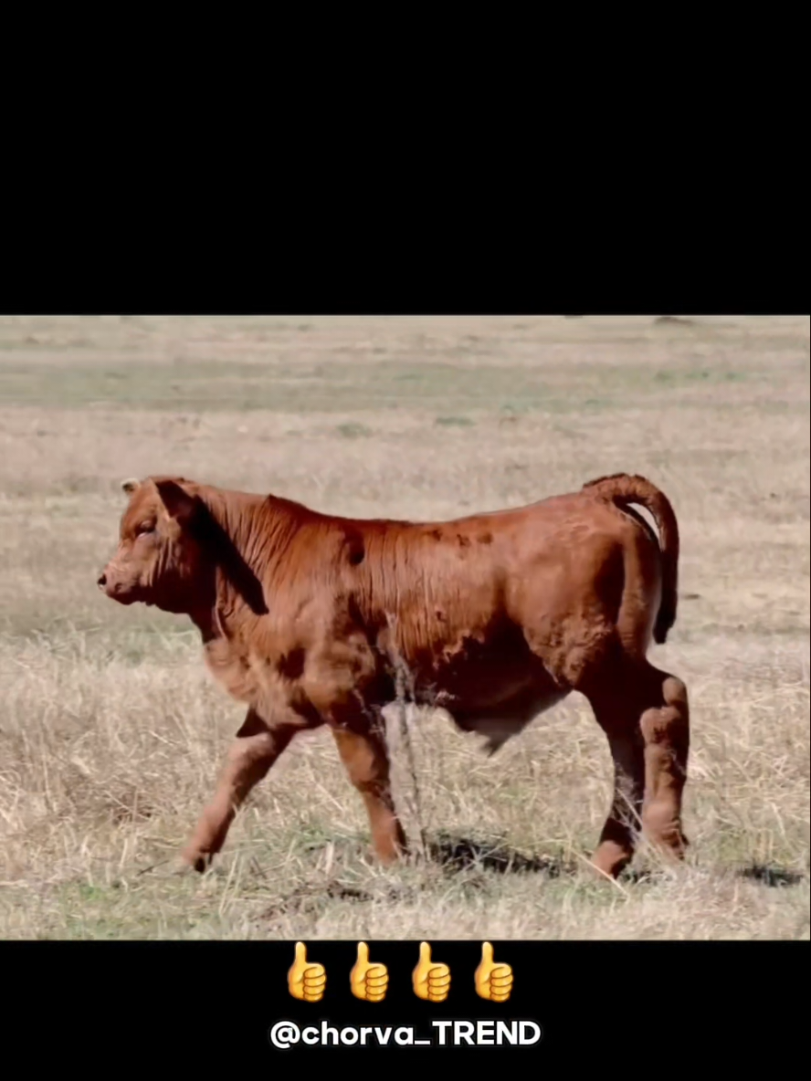 Seryozniy bo‘lgan buqaga baxo bering!!! 💗💗💗