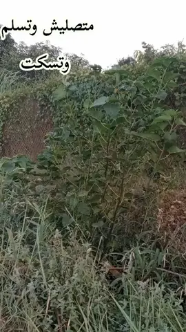 متصليش وتسلم وتسكت #للشيخ سمير مصطفى #جمال_الطبيعة  #الريف #الريف_المصري_وجماله 