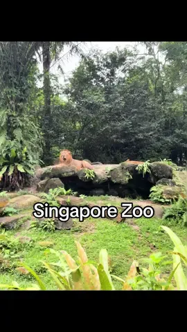 The most beautifully designed, well-thought-out enclosures! Loved seeing so many open-concept habitats that let the animals truly thrive.🌿🐘 We had the most amazing day, I can see why this zoo is rated one of the best in the world! 🥰🦒🦁 #singaporezoo #seasiatravel #backpackingseasia #fyp #traveltiktok 