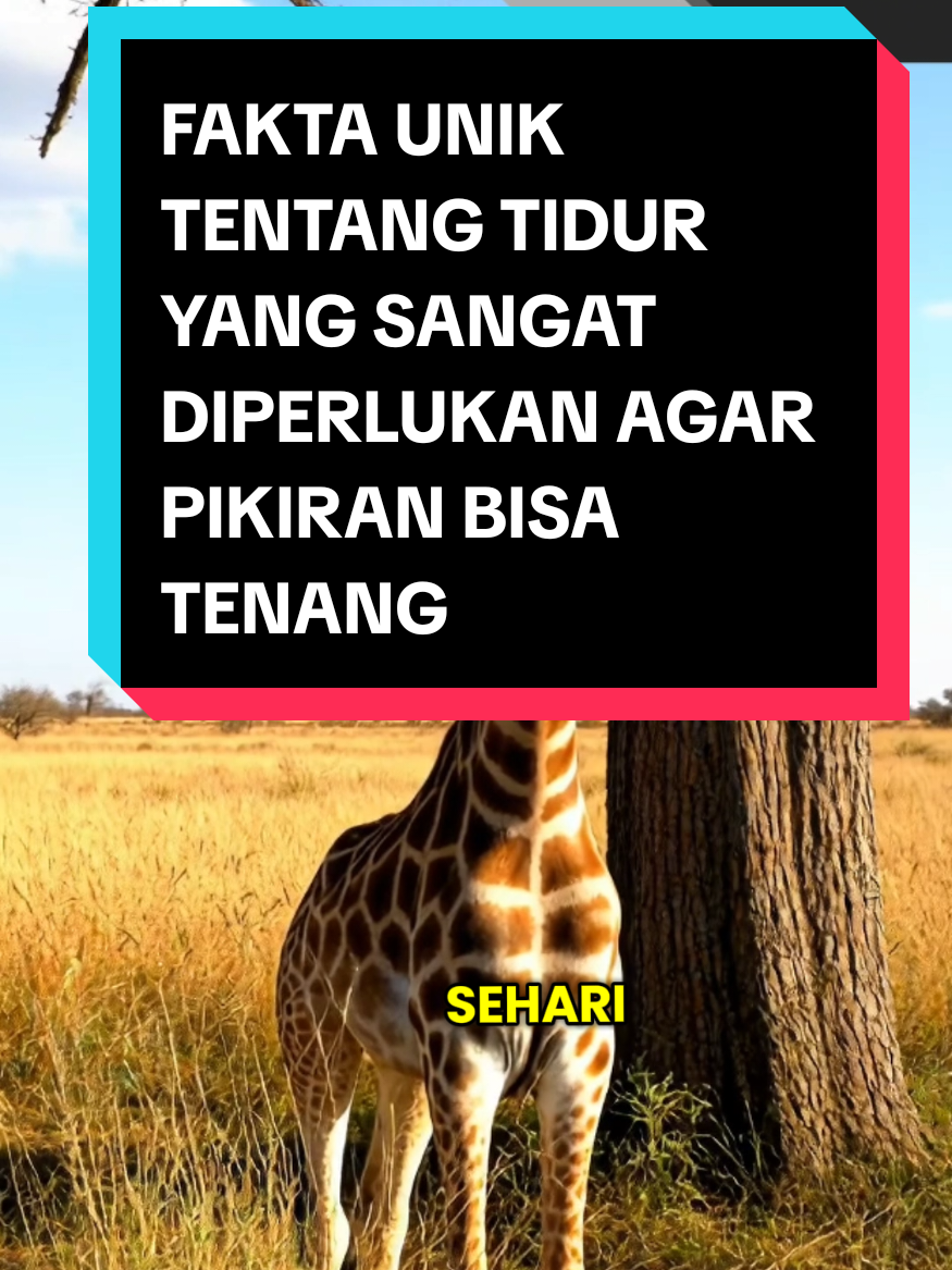 Fakta Tidur   #faktaunik #tidur #pengetahuan #unik 