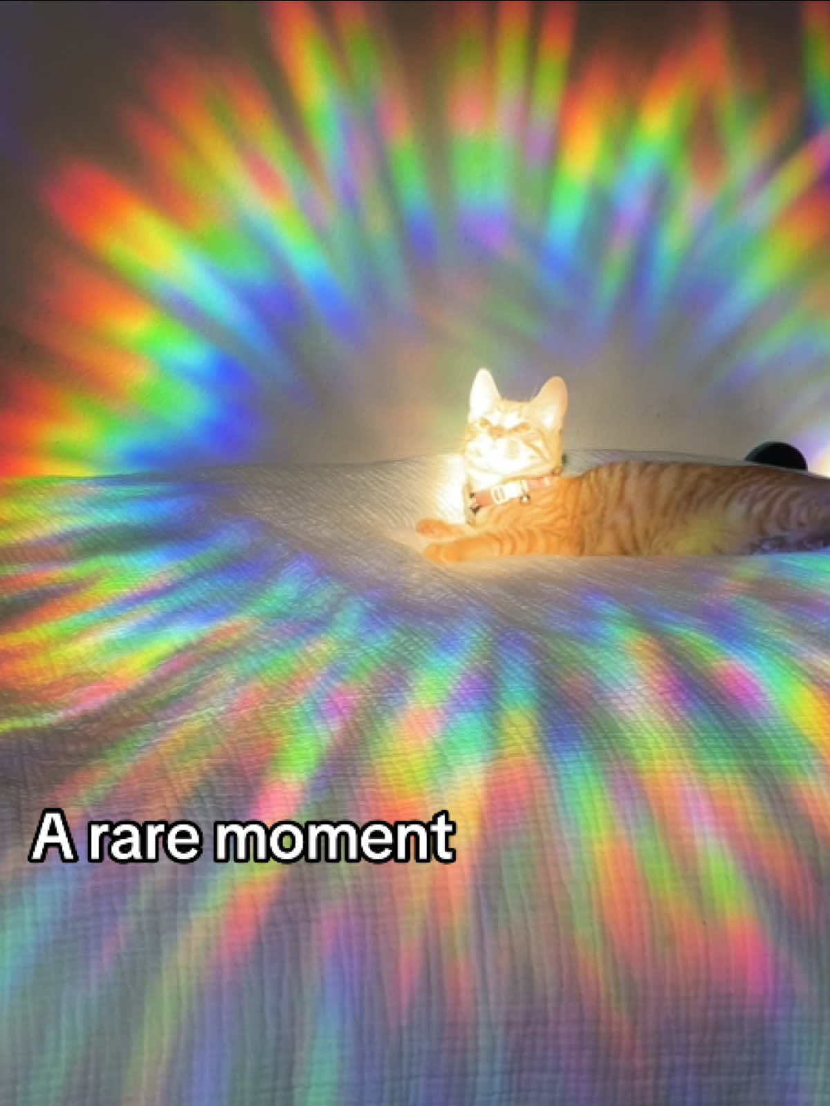 He just happened to be in the PERFECT SPOT when I opened the curtain 🥹💖  its like a rainbow iris  #fyp #cat #pet #kitten #cute 