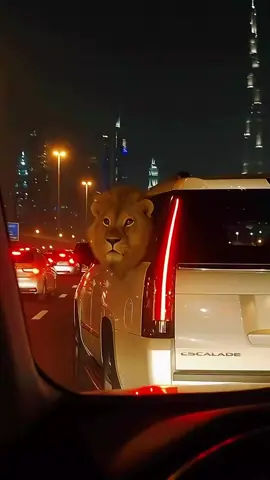 UAE  🇦🇪#Dubai #Habibi Come to Dubai 🇦🇪#uae #MyDubai #dubaicity 