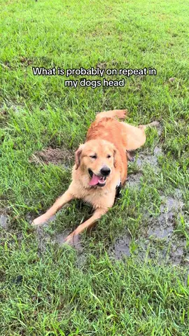 sometimes naughty, mostly cute #goldenretriever #nobrokeboys #fyp #puppy