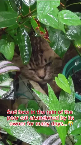 Please share with many people! If you accidentally hurt someone, it will pay you back many times over…#cat#cats#kittten#🐈#😭😭😭😭💔💔💔💔 
