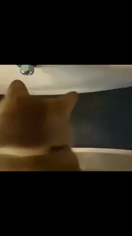 #gato#daftpunk #rullantheworl #memetiktok #tiktokponmeenparatihdpt