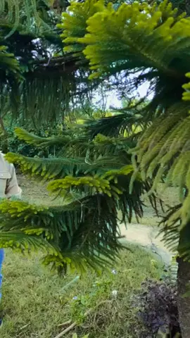 फुरफुर गरि उडन मेरो  पुतली 😱🌙#harharmahadevॐ #राधा #Forever♥️🔥 #hearttouching_line #nepalforever 