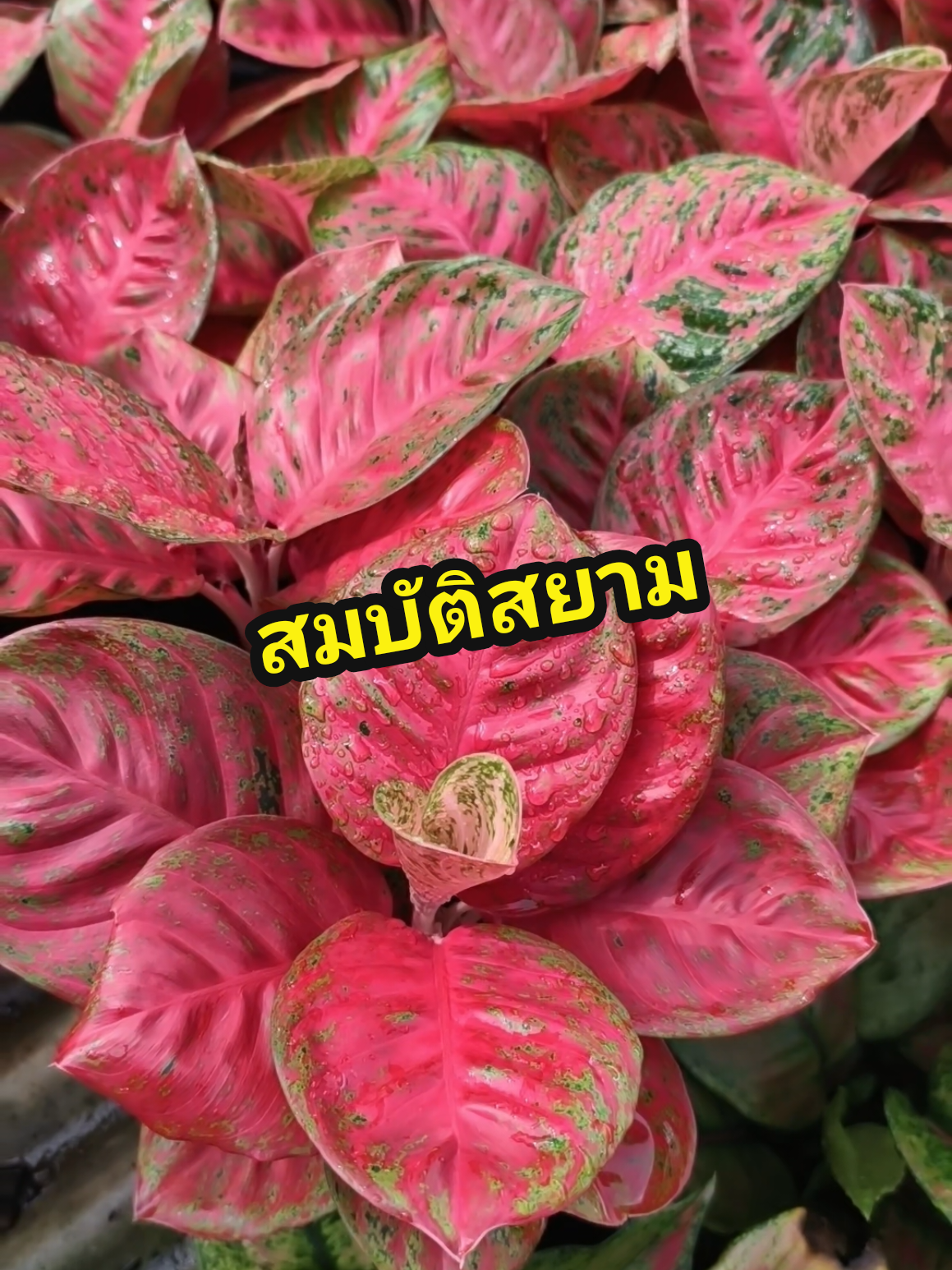 อโกลนีมาสมบัติสยามเป็นต้นไม้ที่สวยงามมีจำนวนไม่มาก เหมาะแก่การเก็บสะสมเลี้ยงดูเลี้ยงง่ายรดน้ำวันละ 1 ครั้ง #agonima #สมบัติสยาม 