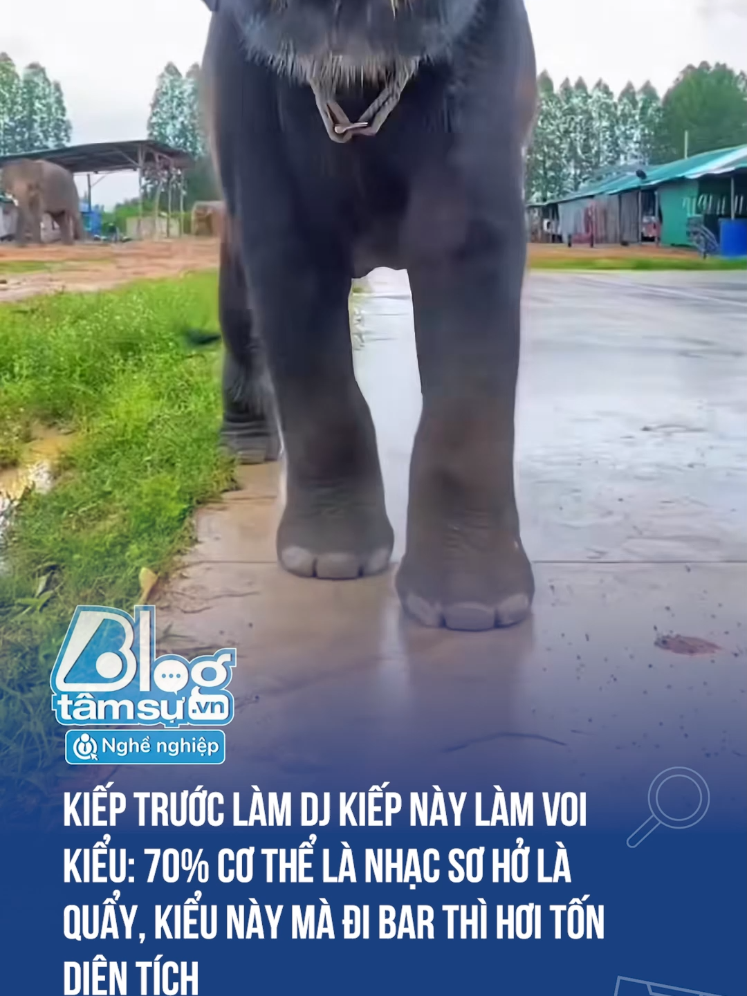 Ai dạy nó điệu cuối cùng vậy 🤣🤣🤣🤣#discovery #blogtamsu #xuhuong #btsmedia #tiktoknews #funfact #viral #dangyeu #haihuoc