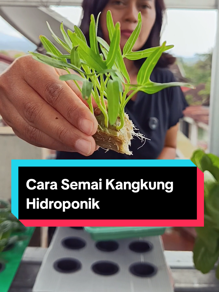 Cara semai kangkung dari biji hingga panen yang ditanam secara hidroponik dengan menggunakan bak sederhana tanpa listrik dan tanah. #hydroponics #hidroponik #hidroponikrumahan #hidroponikpemula #kangkung 