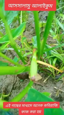 আসসালামু আলাইকুম এখানে সকল ধরনের কবিরাজি কাজ করা হয় ###