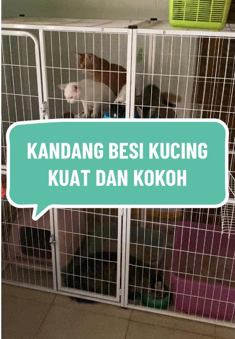 Conten ideas for Cat Lovers kandang kucing jumbo kuat dan kokoh #creatorsearchinsights #kandangkucing #catlovers 