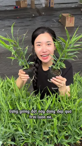 Gừng cấy mô bên em là giống chịu nhiệt nên anh chị nào ở xứ nóng cũng trồng được nha 😍😍#vuivemoingay❤️ #caygiong #lagreen 