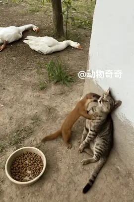 懒羊羊的往那一坐，啥用没有 自身它都难保