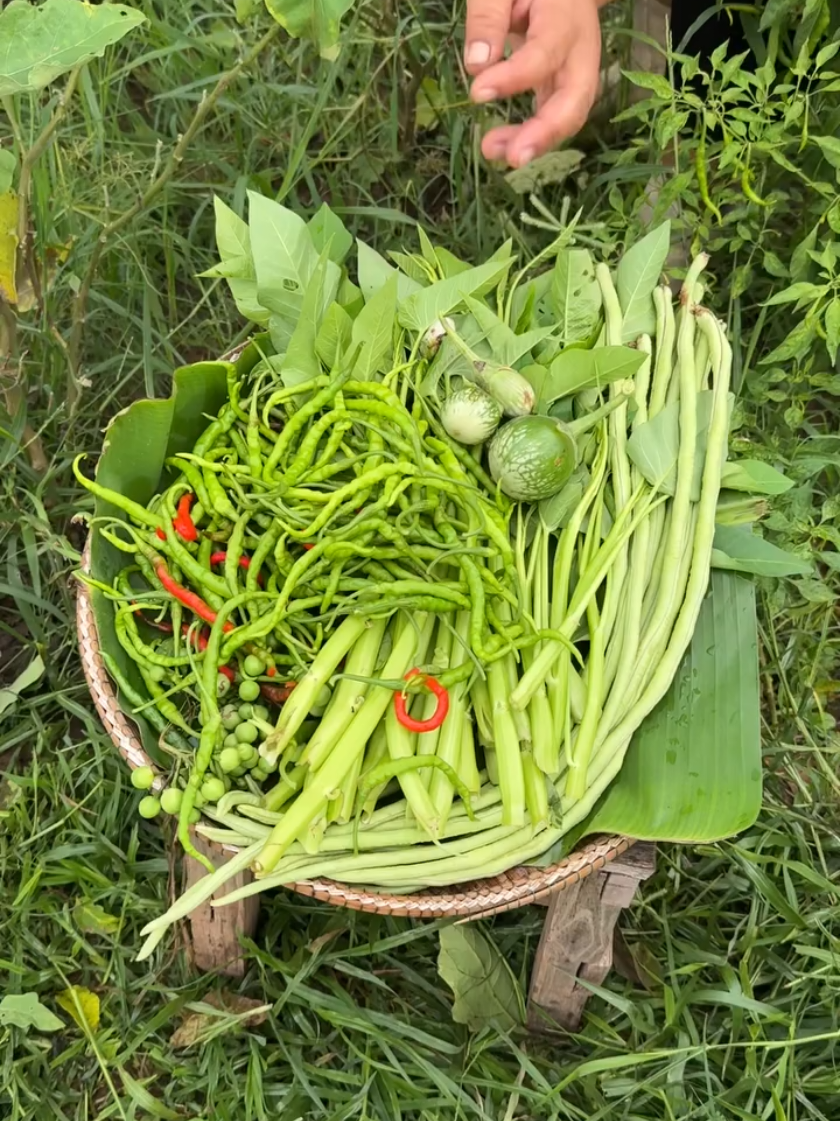 Thu hoạch cà tím tại vườn – Quả to, bóng đẹp 🍆 #sanvuon #thuhoach #gardening 