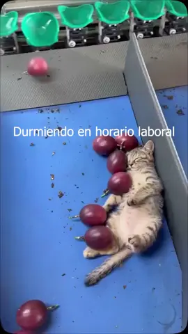 nada despierta a este gatito  #cat #cats #catlover #catsoftiktok #gatos 