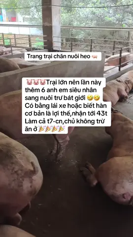 Trang trại lớn,ae nào muốn đi cùng nhau đều đc nhé ạ #channuoi #taiwan🇹🇼 #nongnghiep #xuatkhaulaodong #cuocsongdailoan🇻🇳🇹🇼 