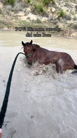 He keeps life interesting. Love you stetty bear 🤣 #horses #horsetraining #horsesoftiktok #quarterhorse #bute 