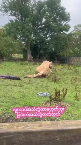 #အသဲလေးတော့ပေးသွားနော်😍 #မြင်းဝါသနာရှင်အပေါင်းအားလေးစားလျှက်🙏 #အရင်ချိန်တေပြန်ရတော့မယ်ကွ 