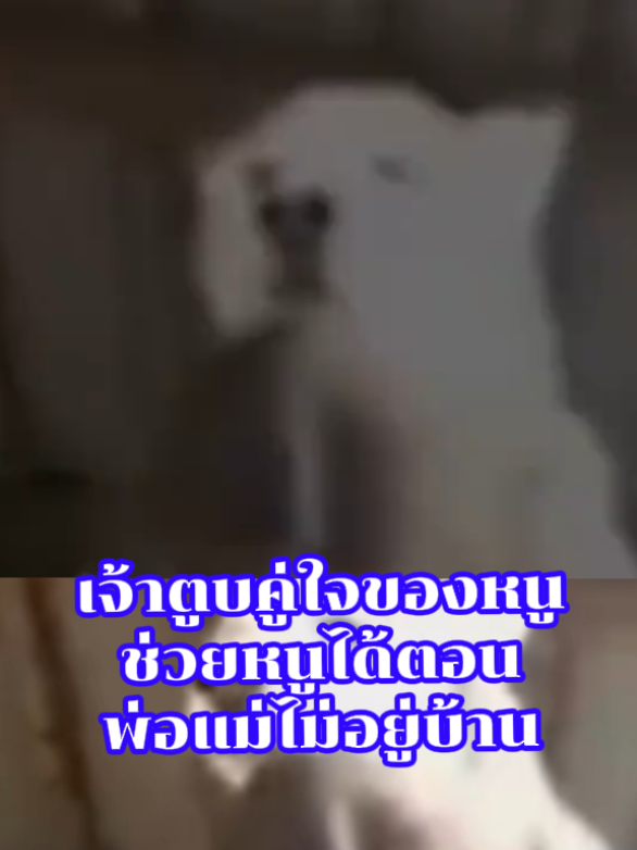 เจ้าตูบกับน้อง#สุนัขแสนรู้ #เทรนวันนี้ #ดันขึ้นฟีดที #เพื่อนช่วยเพื่อน #tiktok 
