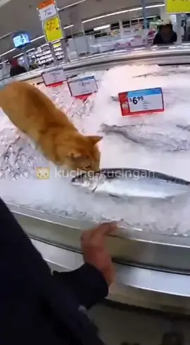 kucing lucu #kucing #kucinglucu #cat #catlover #fyppppppppppppppppppppppp