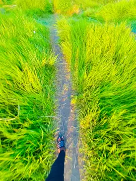 view🫶❤️‍🩹#foryou #foryoupage #flowers #highlight #viralvideo #vairal #trending #tiktok #bdtiktokofficial #unfrezzmyaccount 