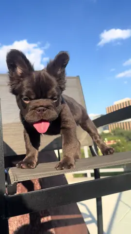 #puppy #fluffyfrenchbulldog #frenchbulldog #fluffy #frenchie 