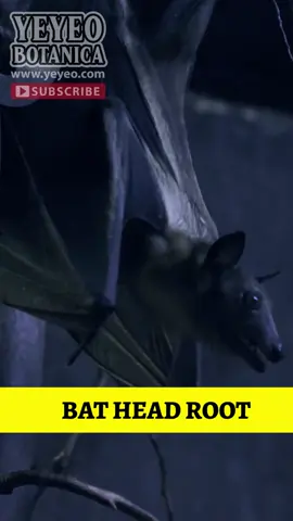 Traditionally used for powerful protection and to reverse spiritual attacks. Carry a Bat Head or keep it in a mojo bag, or place near your front door to ward off harm and unwanted energy. Order yours NOW at https://monkeylink.co/158e61 Join Elemi as she guide you through easy yet potent items that help shield your energy, your space, and your sense of peace. Watch the full video, Defensive Magic: Easy & Effective Items To Protect Yourself here ➡️ https://monkeylink.co/072a28