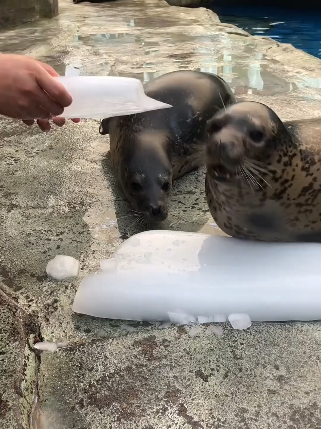 #seals #zoo