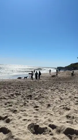 anybody else have an ADHD golden retriever fiancé? #fypシ #goldenretriever #fiance #ADHD 