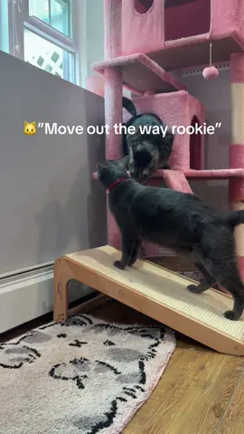 Maybe now they’ll scratch this instead of the couch, hopefully 🤞 #fyp #catsoftiktok #cats 
